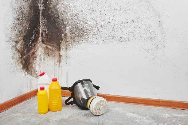 Best Black Mold Removal  in Lincoln Village, CA