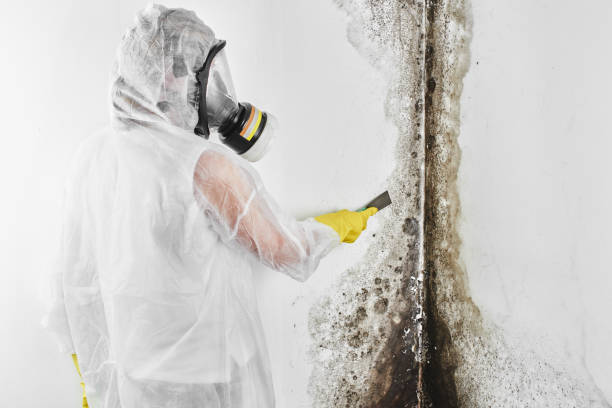 Best Affordable Mold Removal  in Lincoln Village, CA