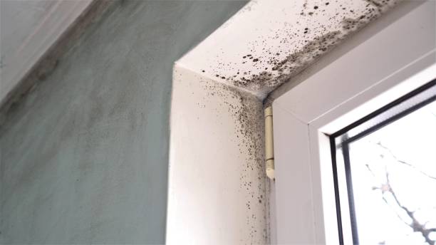 Best Fast Mold Removal  in Lincoln Village, CA