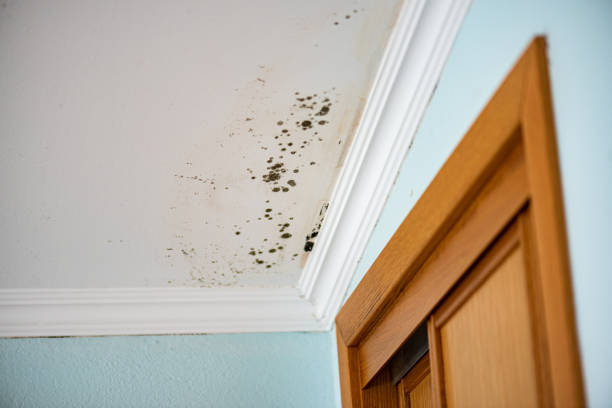 Best Local Mold Removal Service  in Lincoln Village, CA