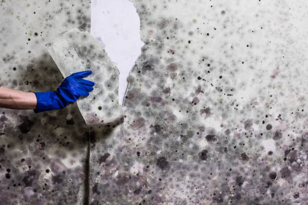 Best Mold Damage Repair  in Lincoln Village, CA